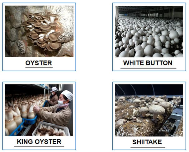 mushroom climate control system 3