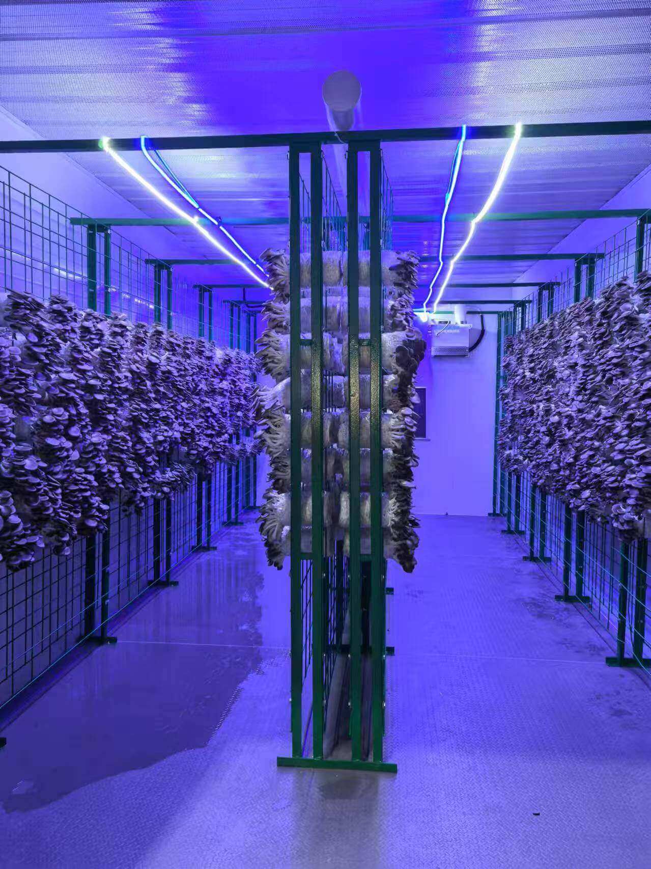 shipping container mushroom farm 1-1